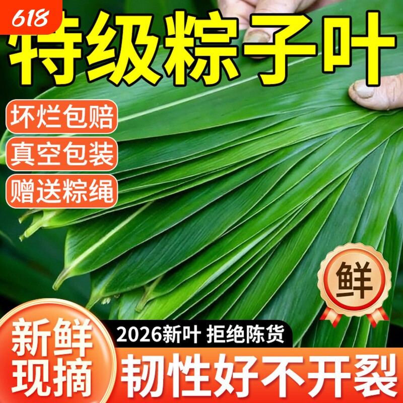 粽叶新鲜粽子叶包粽子专用大粽叶天然野生现摘箬叶真空装粽叶批发