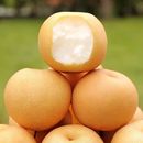 秋月梨脆甜无渣新鲜冰糖梨子精品蜜梨现摘清甜多汁产地直发