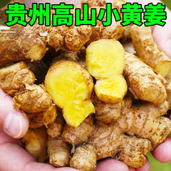 贵州高山小黄姜生姜新鲜镇宁土姜月子姜当季蔬菜沙姜鲜姜老姜现挖