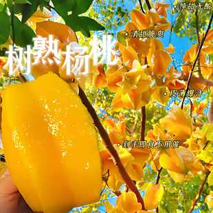 福建漳州杨桃5斤水果当季整箱洋桃鲜果新鲜红龙扬桃五角星阳桃