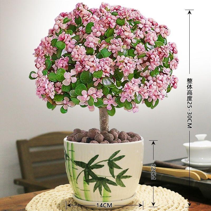 金枝玉叶老桩盆栽多肉植物室内花卉耐旱懒人好养造型客厅阳台带盆