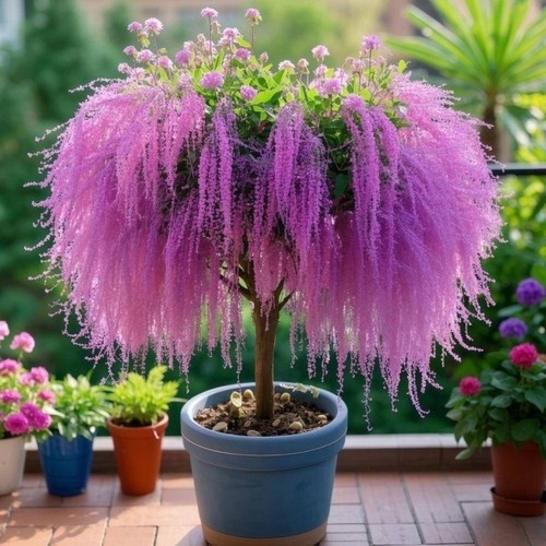 流苏树苗盆栽四季开花浓香好养室内外植物阳台庭院花卉绿植多规格