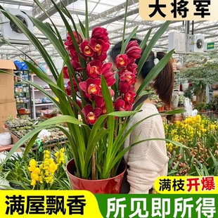 精品带花苞大将军年宵花高端大花蕙兰喜庆室内好养鲜花绿植盆栽