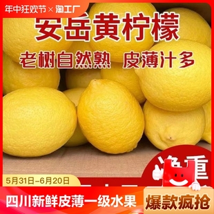 四川柠檬新鲜皮薄一级水果泡水黄柠檬奶茶店专用鲜柠檬果商用3斤