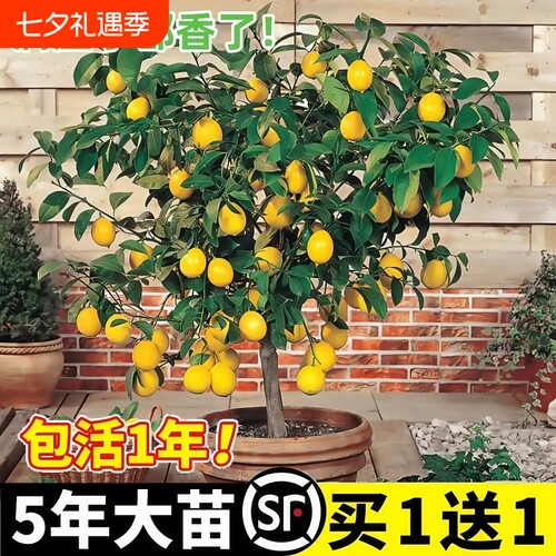 香水柠檬树苗盆栽水果树果苗室内四季种植当年结果可食用无籽手指