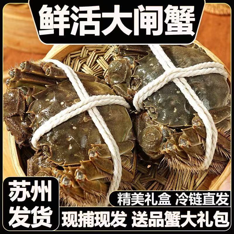 现货鲜活大闸蟹公母螃蟹生鲜海鲜水产礼盒装6/12含绳工具苏州发货