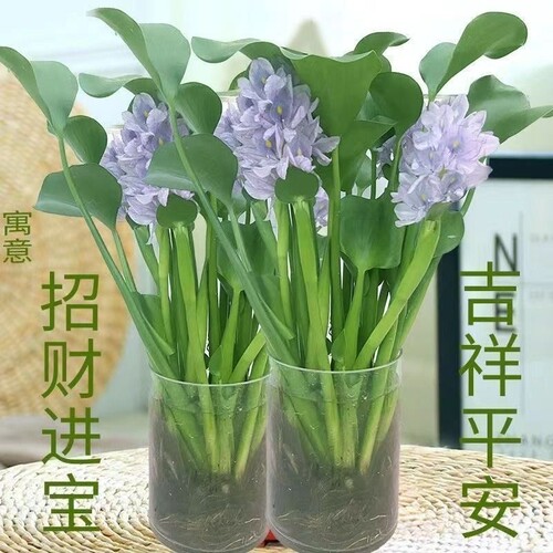 四季水培花卉盆栽|超1000次加购