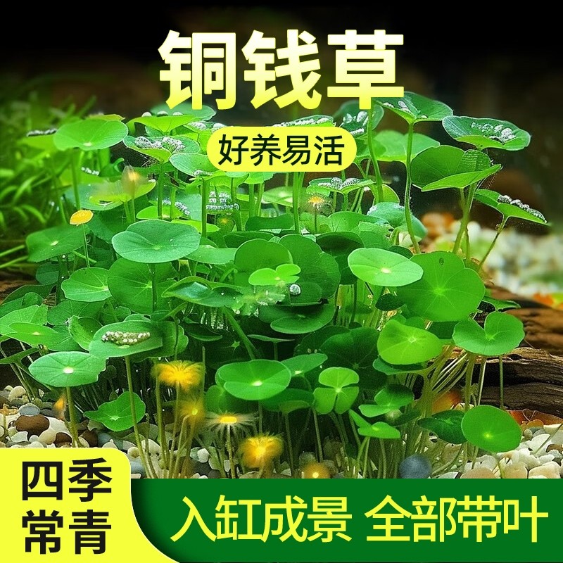 铜钱草水草植物招财鱼缸造景大叶水培养鱼净化水质好养易活金钱草