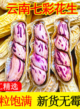 云南特产七彩花生野地老品种带壳晒干奶油五彩花生花生米种子