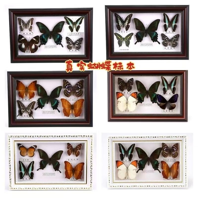 人气真蝴蝶标本画框昆虫立体相框工艺装饰N挂件教学教具观赏收藏