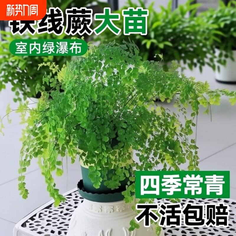 铁线蕨绿植盆栽客厅吸甲醛凤尾蕨草室内耐阴狼尾蕨类植物天门冬