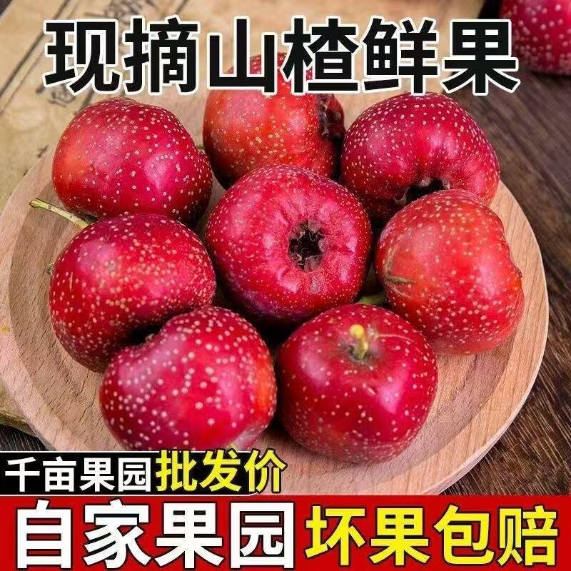 【特惠】新鲜山楂大金星大果大五棱新鲜山楂冰糖葫芦山楂水果