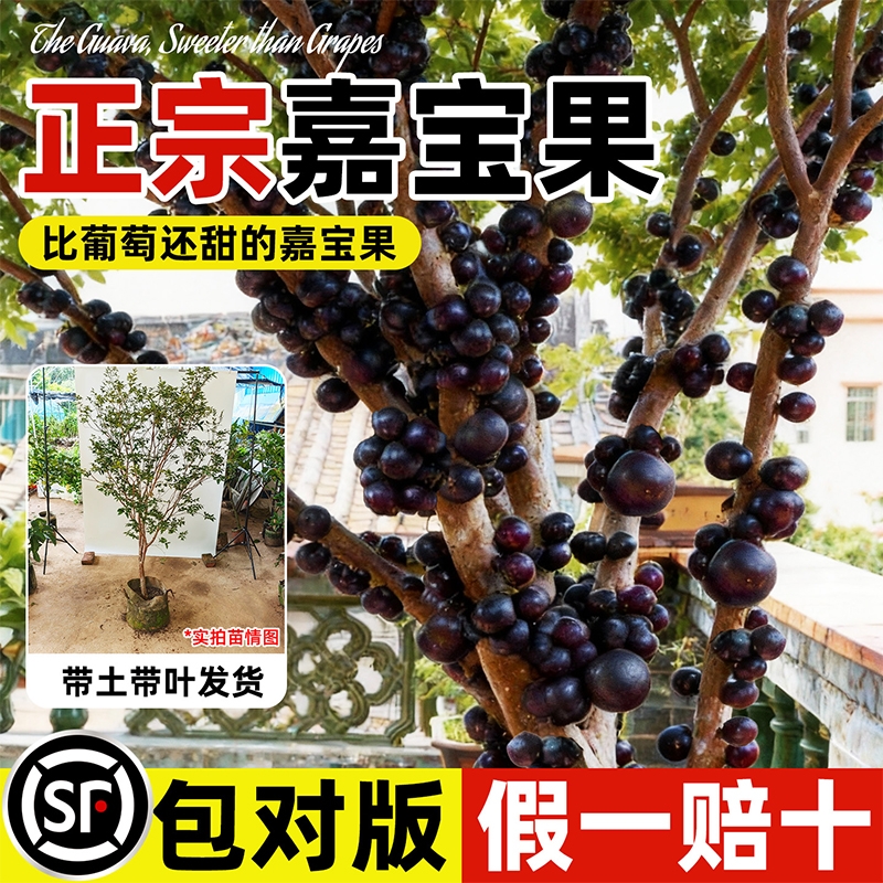 2025正宗嘉宝果树葡萄苗果树盆栽