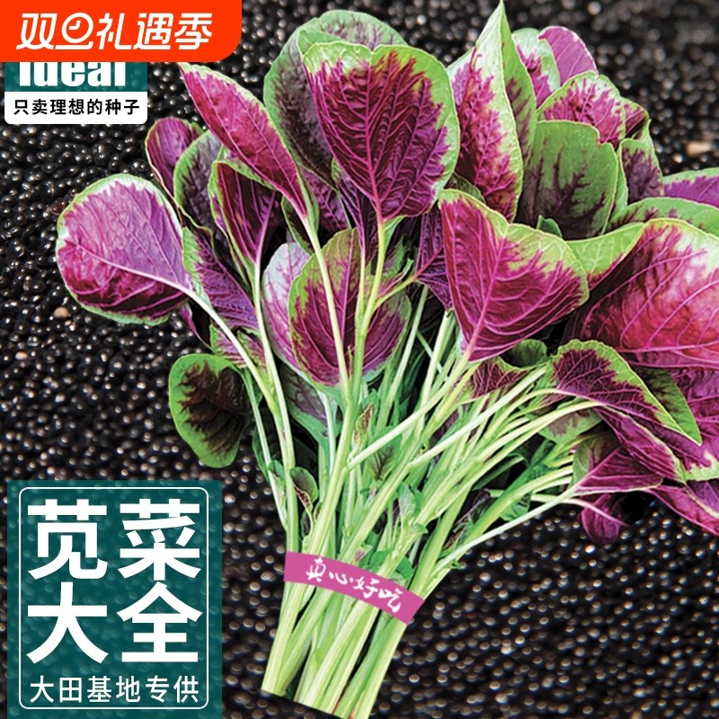 理想农业阳台专用苋菜种籽红苋菜菜子春秋种植农家蔬菜大全开花