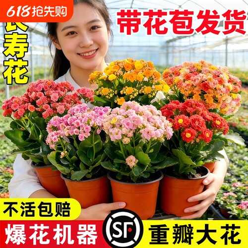 优选复瓣长寿花盆栽重瓣特大A花苗好养易活室内花卉植物四季开.
