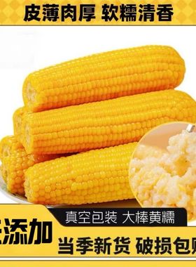 开源保丰独立真空包装减脂轻食粗粮早餐代餐新鲜黄糯玉米大棒10支