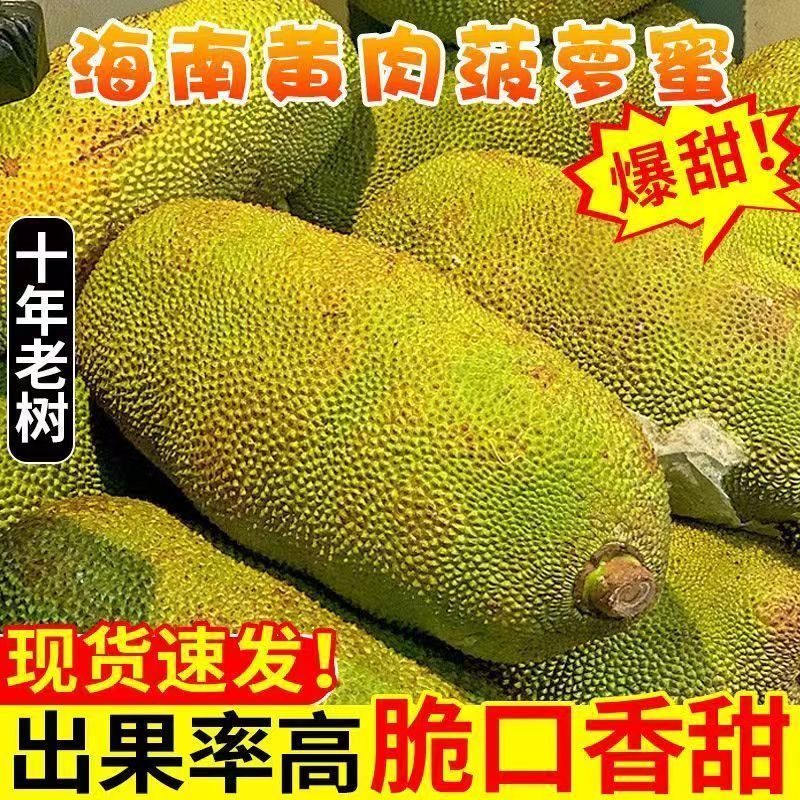 海南三亚菠萝蜜黄肉干苞新鲜热带水果包邮当季现摘爆甜批发价