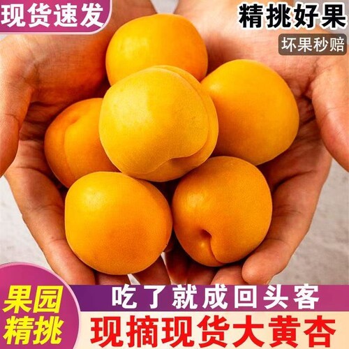 【头茬】现货微黄杏子金太阳应季半青半黄水果孕妇新鲜整箱包邮