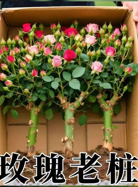 玫瑰花老桩树苗月季花苗特大花卉四季循环开花老根阳台盆栽绿植物