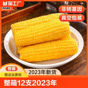 2023年新玉米拍1发12棒！整箱装