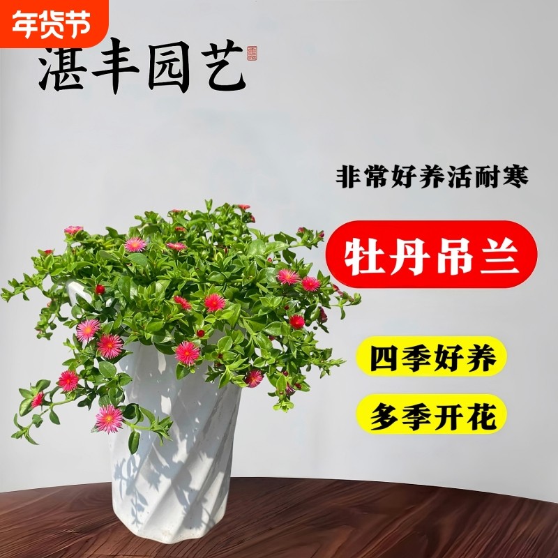 牡丹吊兰盆栽花苗四季阳台开花垂吊带花绿植物室内多年生好养花卉