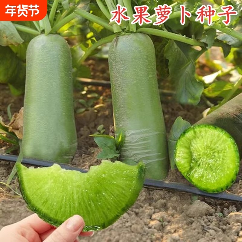 水果萝卜种子赛鸭梨夏秋潍县青沙窝萝卜四季蔬菜种新鲜丝瓜种植,鲜花速递/花卉仿真/绿植园艺,家庭园艺种子,淘宝优惠券,粉丝福利购,淘宝优惠卷