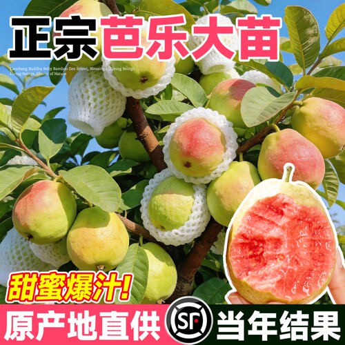 正宗奶油红心芭乐树苗