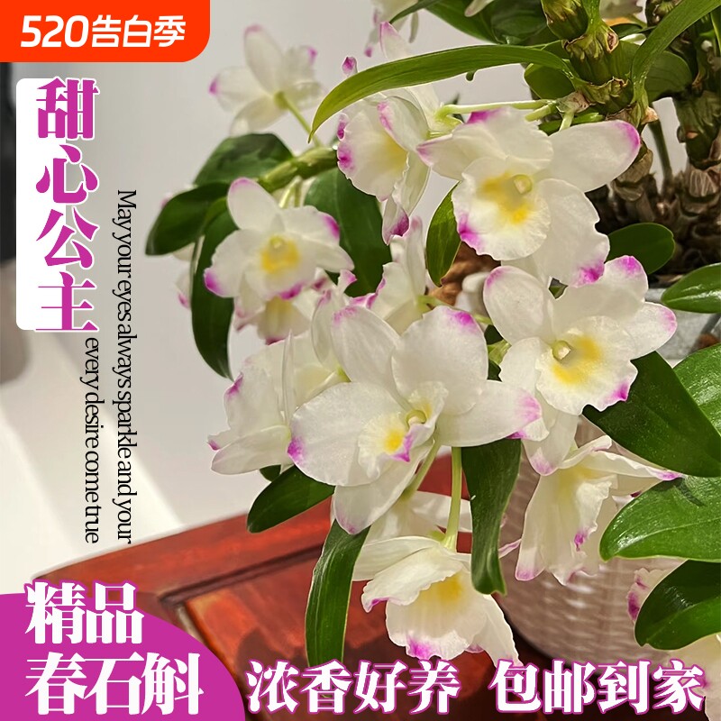 名贵春石斛兰花苗甜心公主室内阳台好养勤花浓香洋兰花卉绿植盆栽