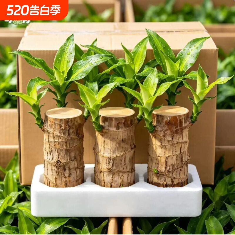 巴西木格鲁特水培养幸运木带芽开花卉室内桌面办公室绿植盆栽客厅
