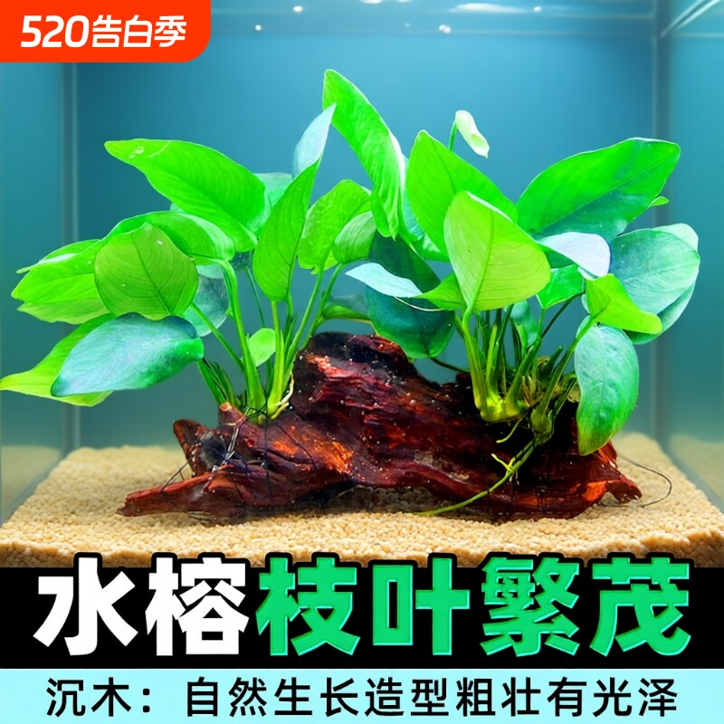 沉木水榕水草植物鱼缸造景装饰活体懒人莫斯阴性增氧净水椰壳屋