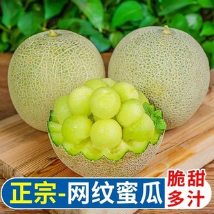正宗冰淇淋甜瓜网纹蜜瓜香瓜新鲜采摘水果哈蜜瓜当季网纹瓜冰激凌