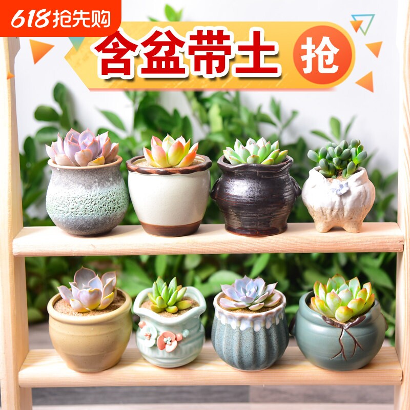多肉植物小盆栽带陶瓷花盆组合室内土老桩高端仙人球绿植桃蛋肉肉