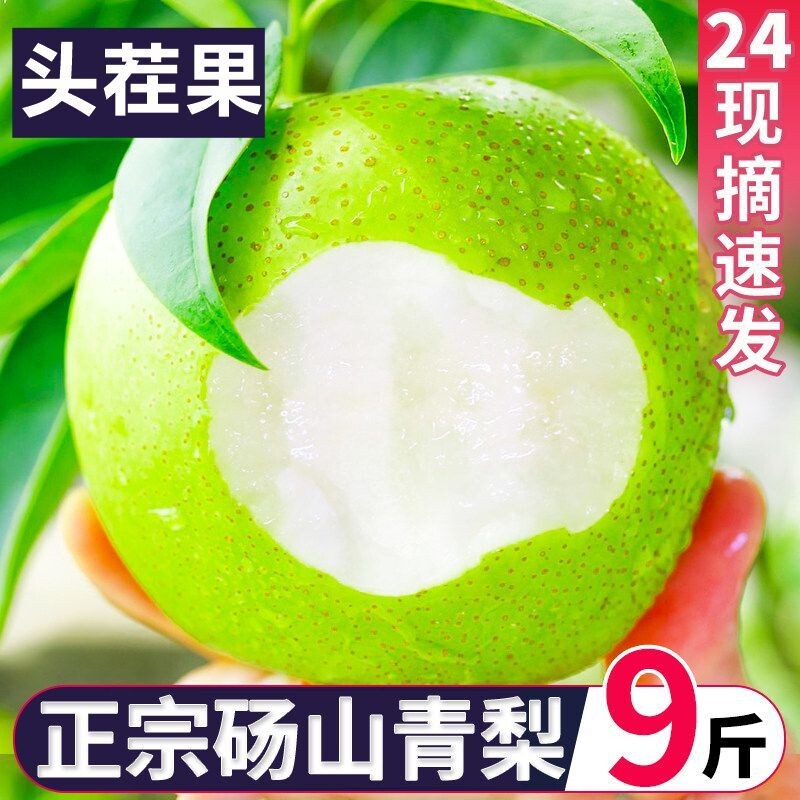 正宗砀山青皮蜜梨现摘脆甜多汁图片