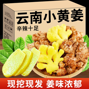云南特色鲜货小黄姜生姜辛辣十足调味品现挖小黄姜农家