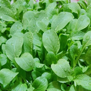 鸡毛菜种子种籽四季 小白菜青菜上海青蔬菜菜籽菜种孑大全籽种奶油