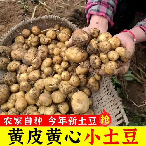 正宗恩施黄心小土豆新鲜