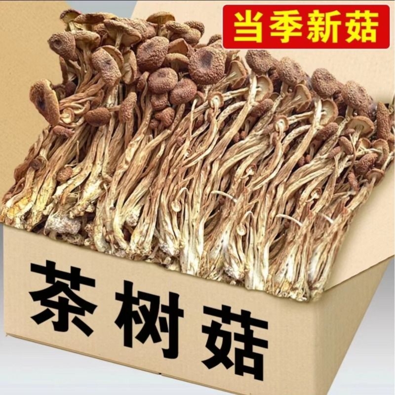 古田农家茶树菇不开伞2024新鲜干货茶树菇干货500g香菇蘑菇煲