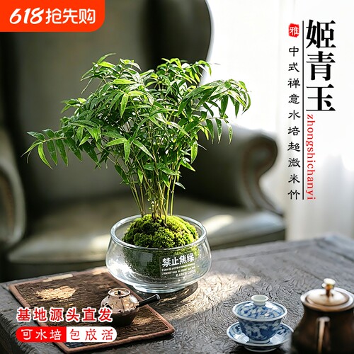 苔藓球植物水培米竹红杆观音竹盆景客厅室内桌面观赏竹子好养盆栽