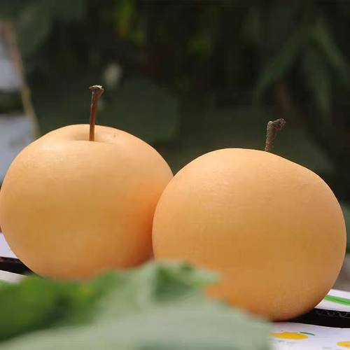 正宗秋月梨新鲜水果梨子脆甜多汁整箱无渣产地直发薄皮酥梨现货