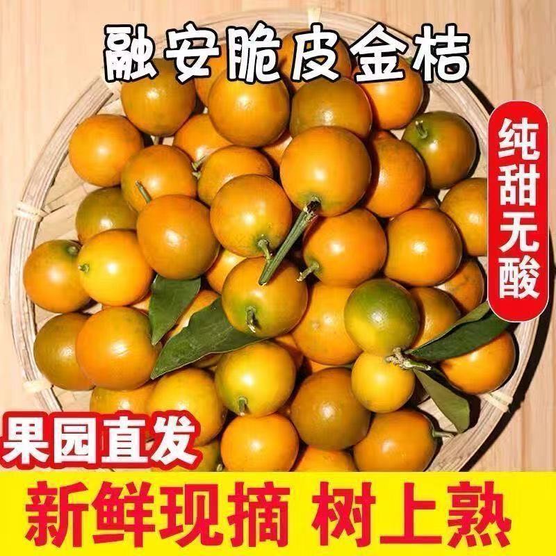 自家果园正宗广西融安脆蜜金柑第三代脆蜜金桔鲜果整箱装大金桔