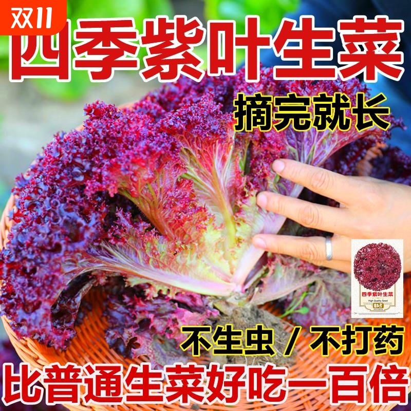 紫叶生菜种子蔬菜种子四季种意大利菜种子籽种紫奶油生菜种子一年