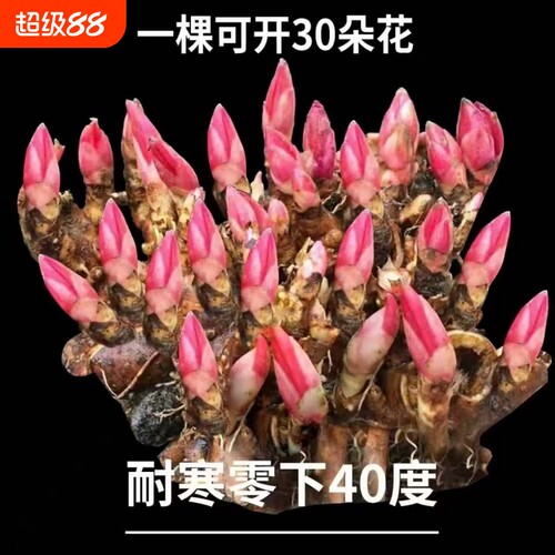 【带芽发货】重瓣芍药花苗浓香花卉正宗观赏芍药牡丹四季开花好养