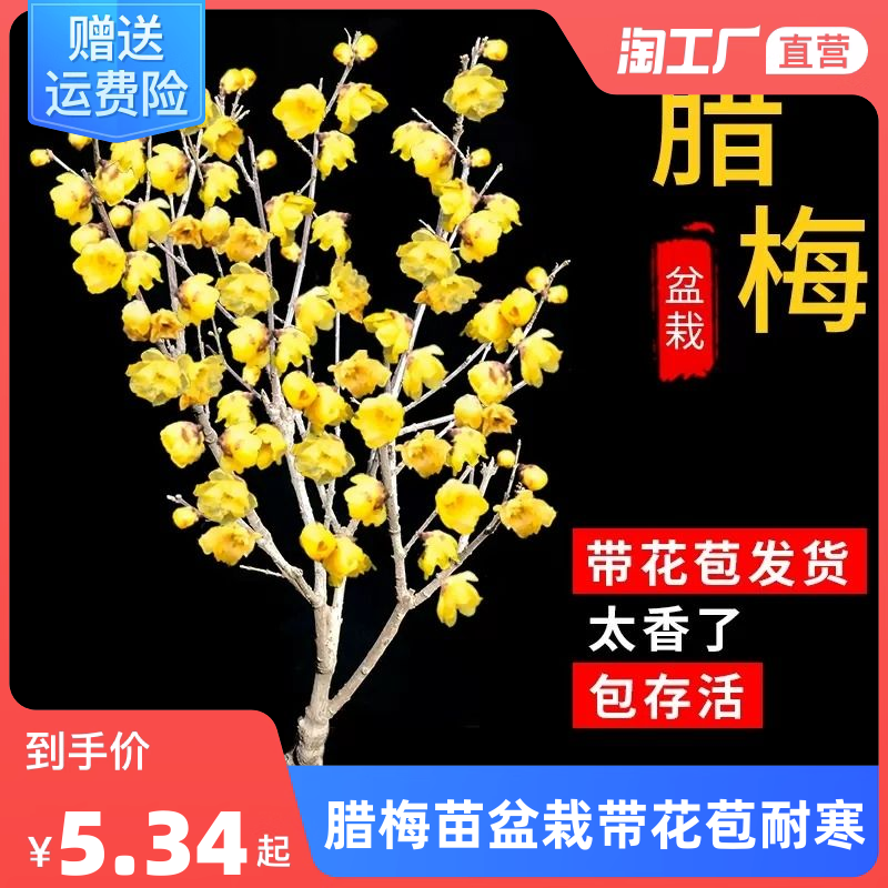 腊梅花树苗盆栽带花苞耐寒老桩盆景花卉植物室内花四季红绿梅怎么看?