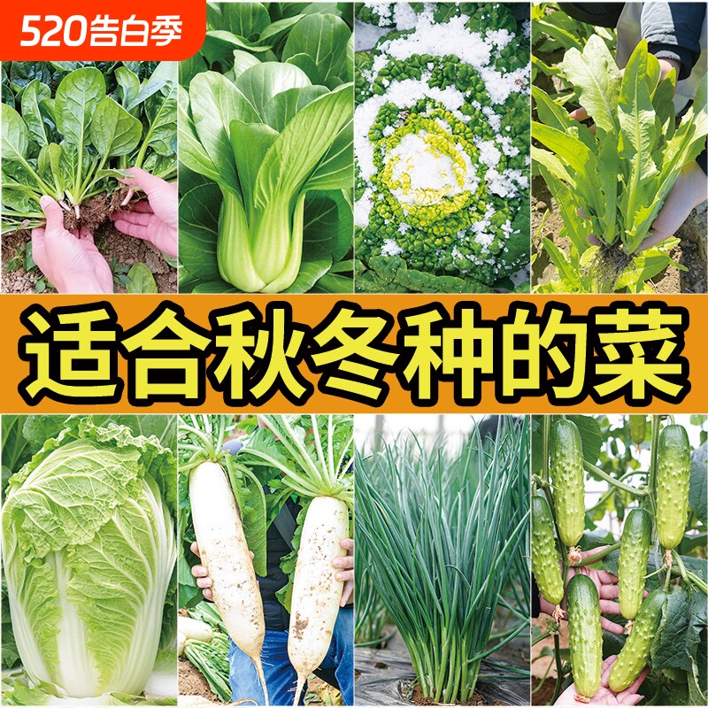 白菜种子四季青菜种籽大全秋冬季菜种春季蔬菜孑丝瓜萝卜奶油种植