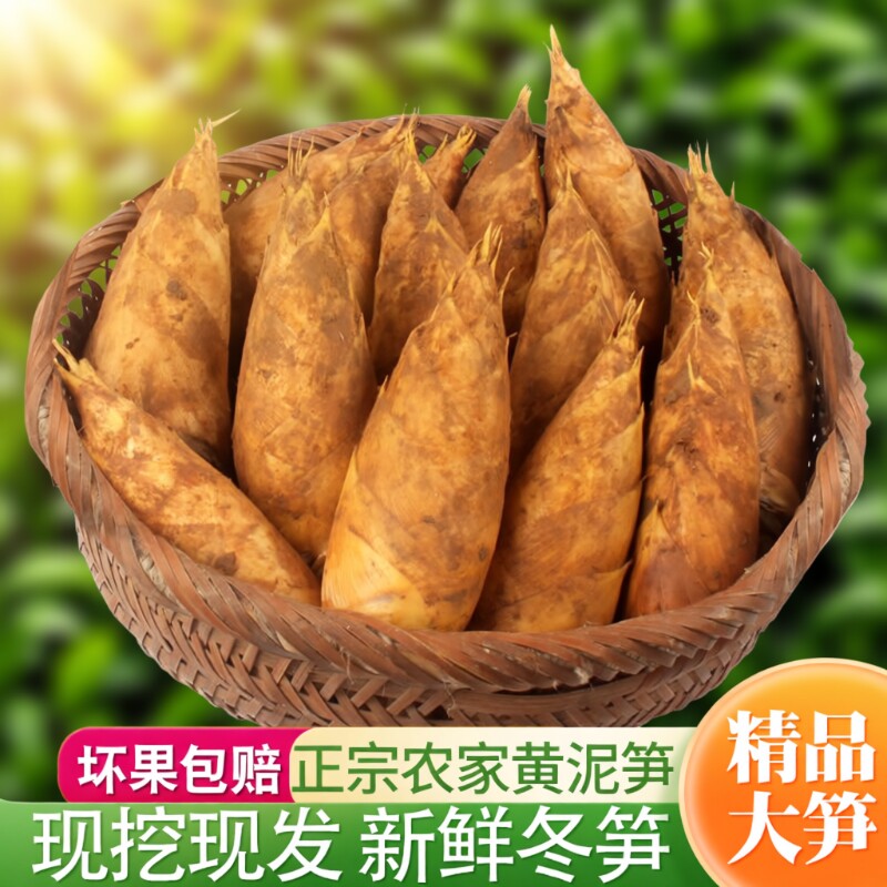 冬笋新鲜黄泥嫩笋带壳毛竹笋尖现挖现发高山野生农家蔬菜火锅配菜