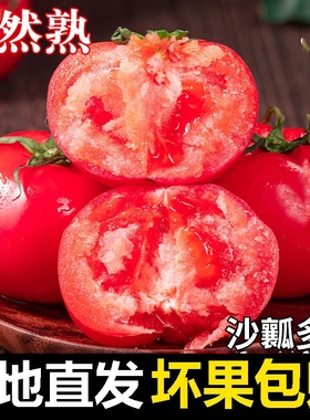 现摘老农亲挑新鲜水果农家西红柿自然熟新鲜普罗旺斯沙瓤大番茄