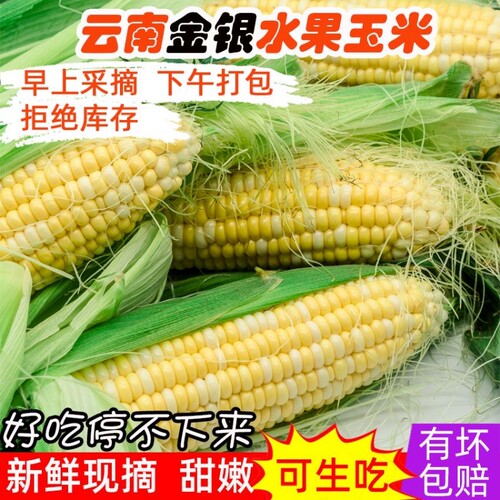 新鲜甜玉米棒水果玉米云南双色新鲜蔬菜当季农家带皮带壳带玉米须