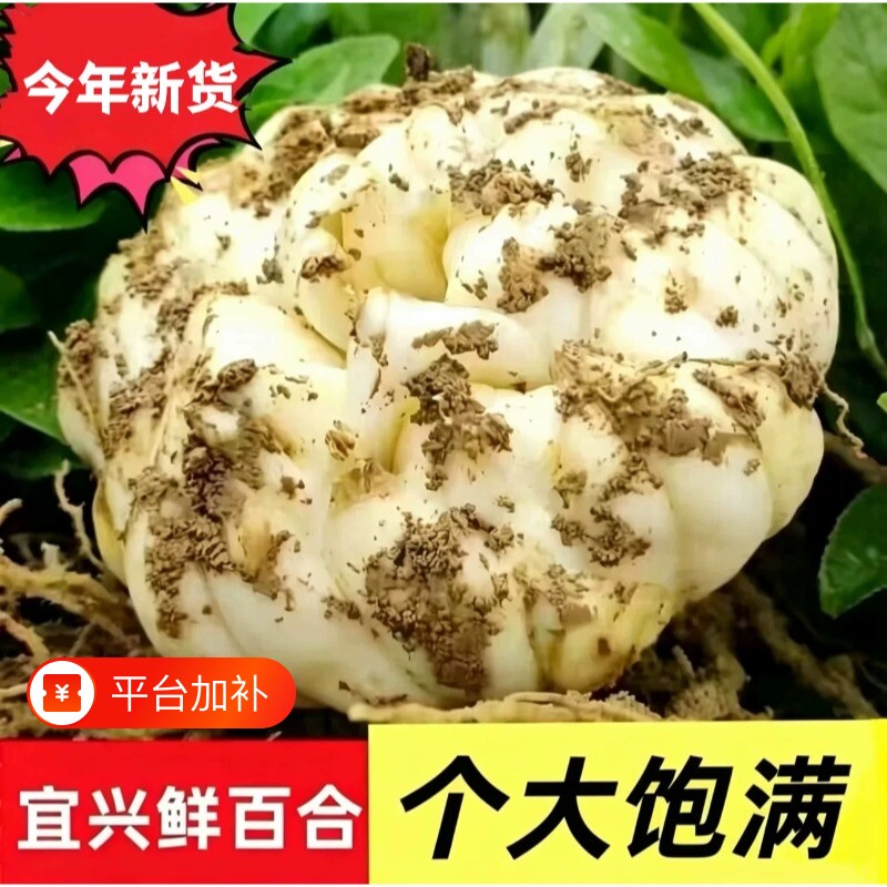 2026年新鲜百合现挖直发食用2500g宜兴农家土特产2斤散装卷丹种植