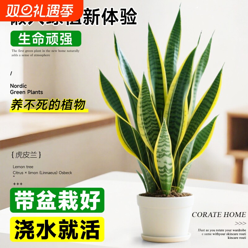 金边虎皮兰小盆栽绿植室内桌面办公室植物花卉新房吸甲醛室内好养