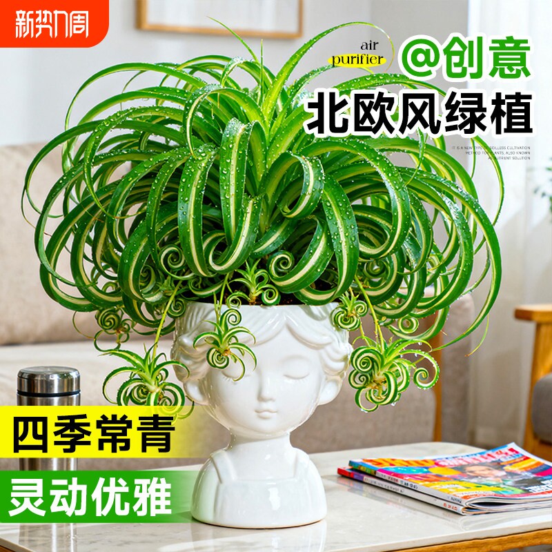 金心卷叶吊兰盆栽法国女郎办公室桌面小盆栽室内垂吊绿植金边吊兰